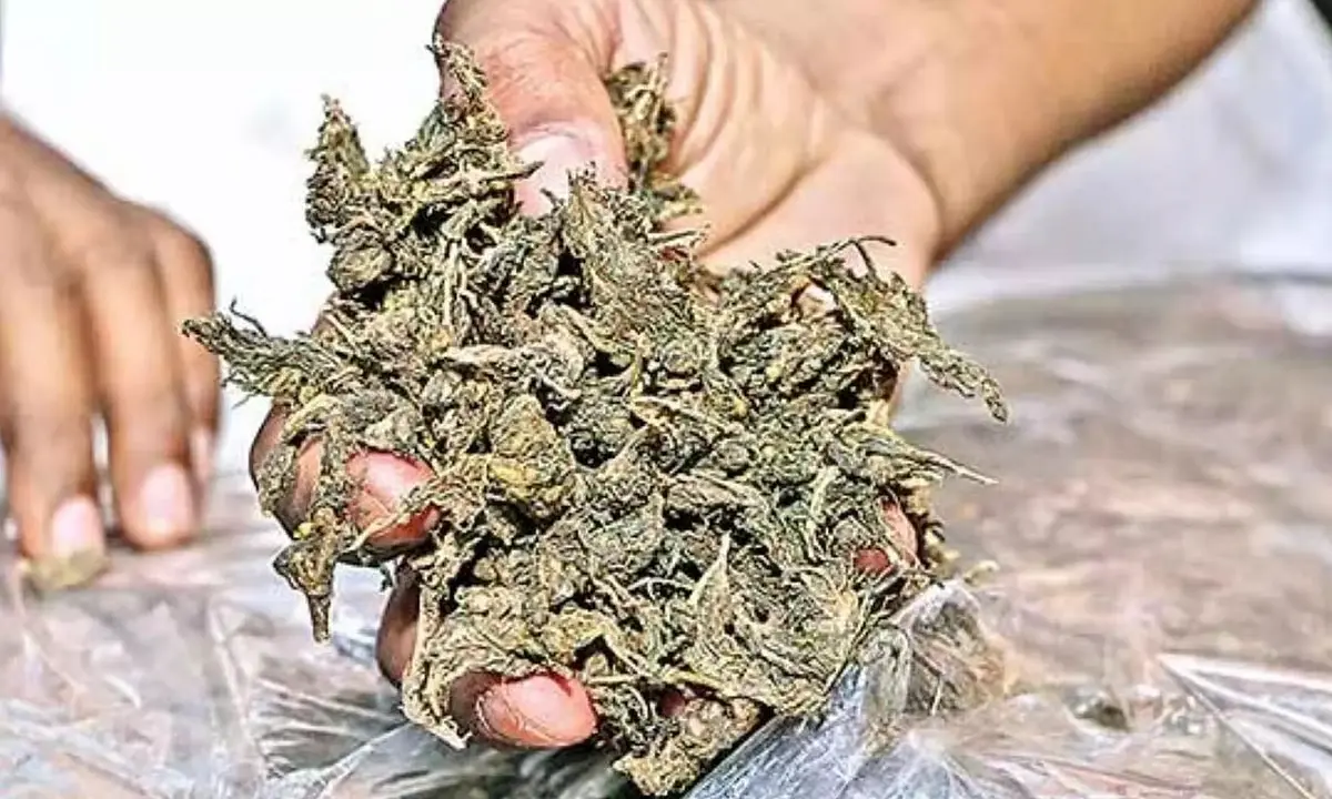 Ganja Sales Allegedly Continue in Bhandara How Effective Is Police Action?