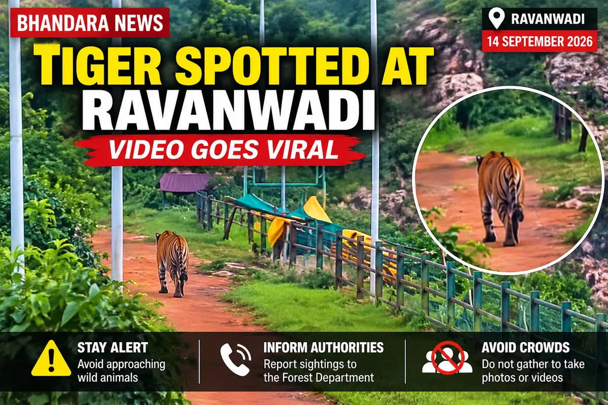 Tiger Spotted at Ravanwadi in Bhandara, Video Goes Viral