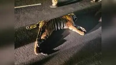 Tigress Dies in Gadegaon, Suspected Hit-and-Run; Questions Raised Over Death