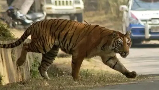 Bhandara Tiger Attack: Newly Married Worker Killed on Forest Road, Four Companions Escape